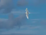 Zwartkopmeeuw