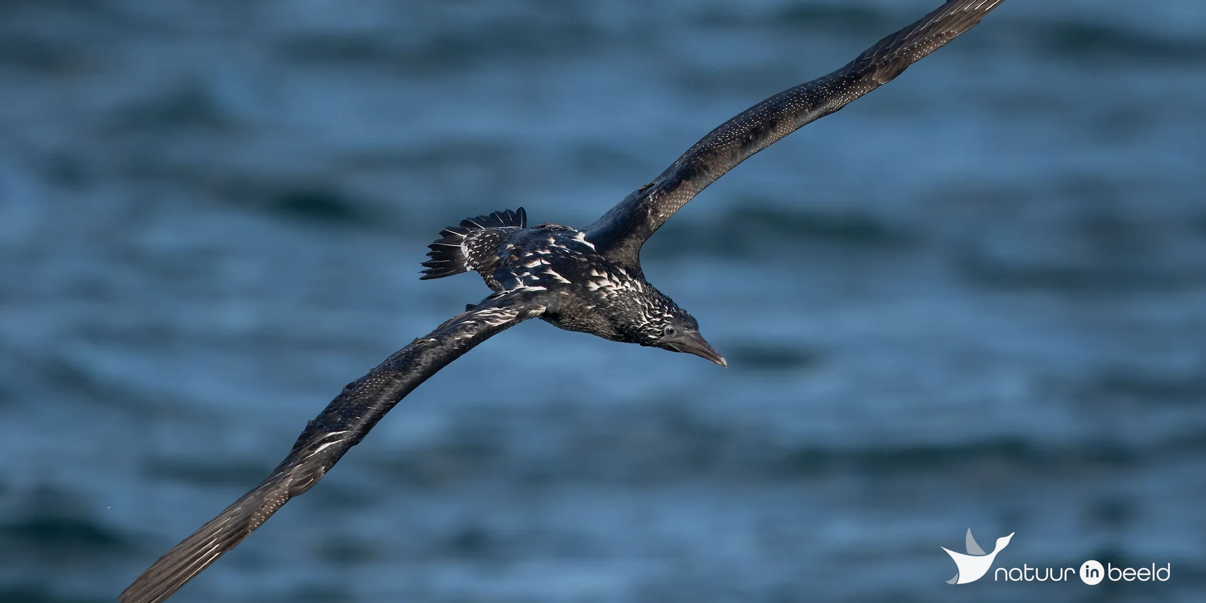 Jonge Jan-van-Gent — natuurfoto van Johan van Beilen