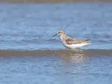 Kleine strandloper