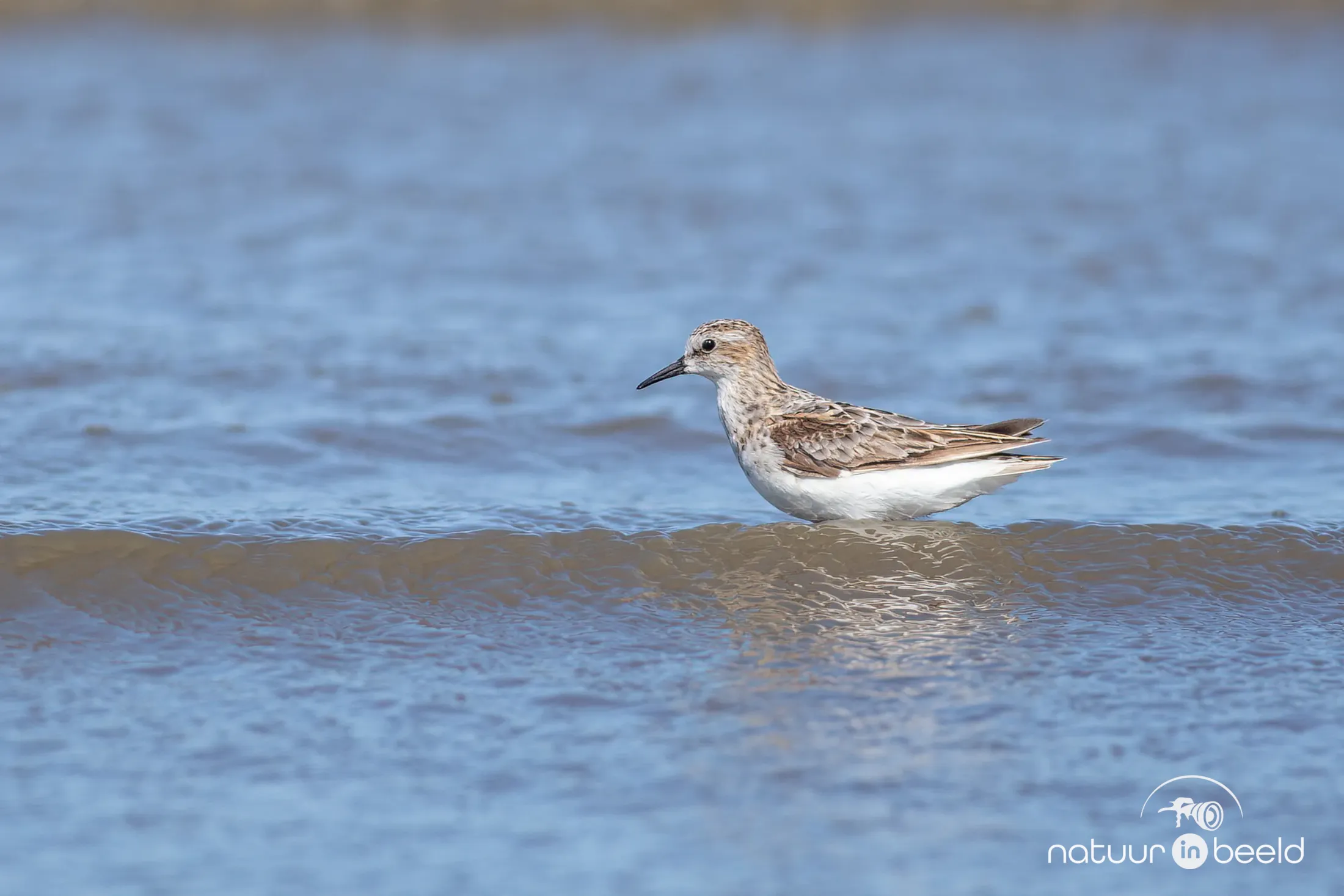 Kleine strandloper