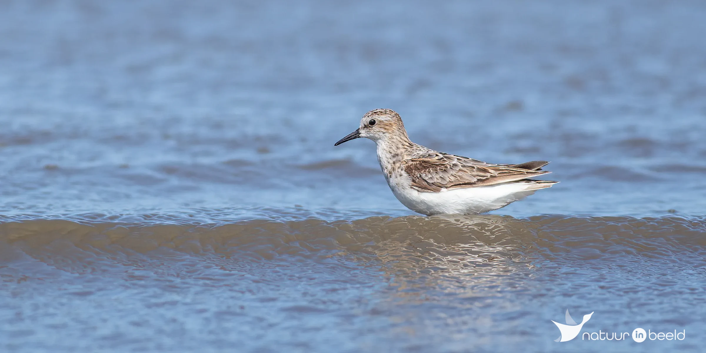 Kleine strandloper — natuurfoto van Johan van Beilen