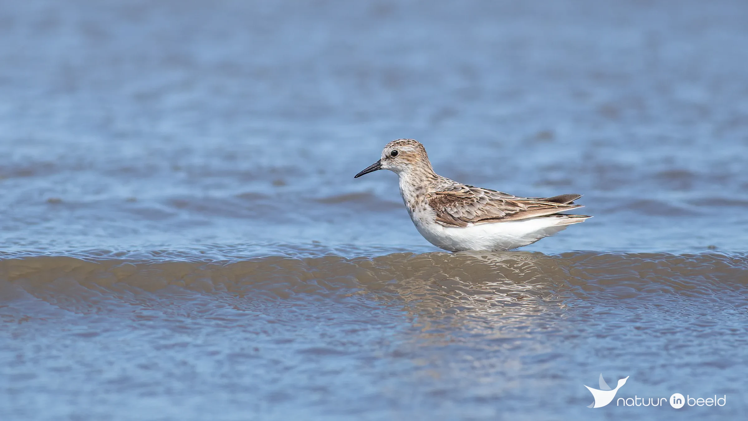 Kleine strandloper — natuurfoto van Johan van Beilen