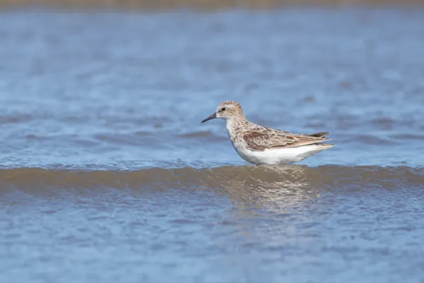Kleine strandloper
