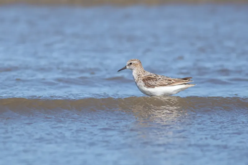 Kleine strandloper