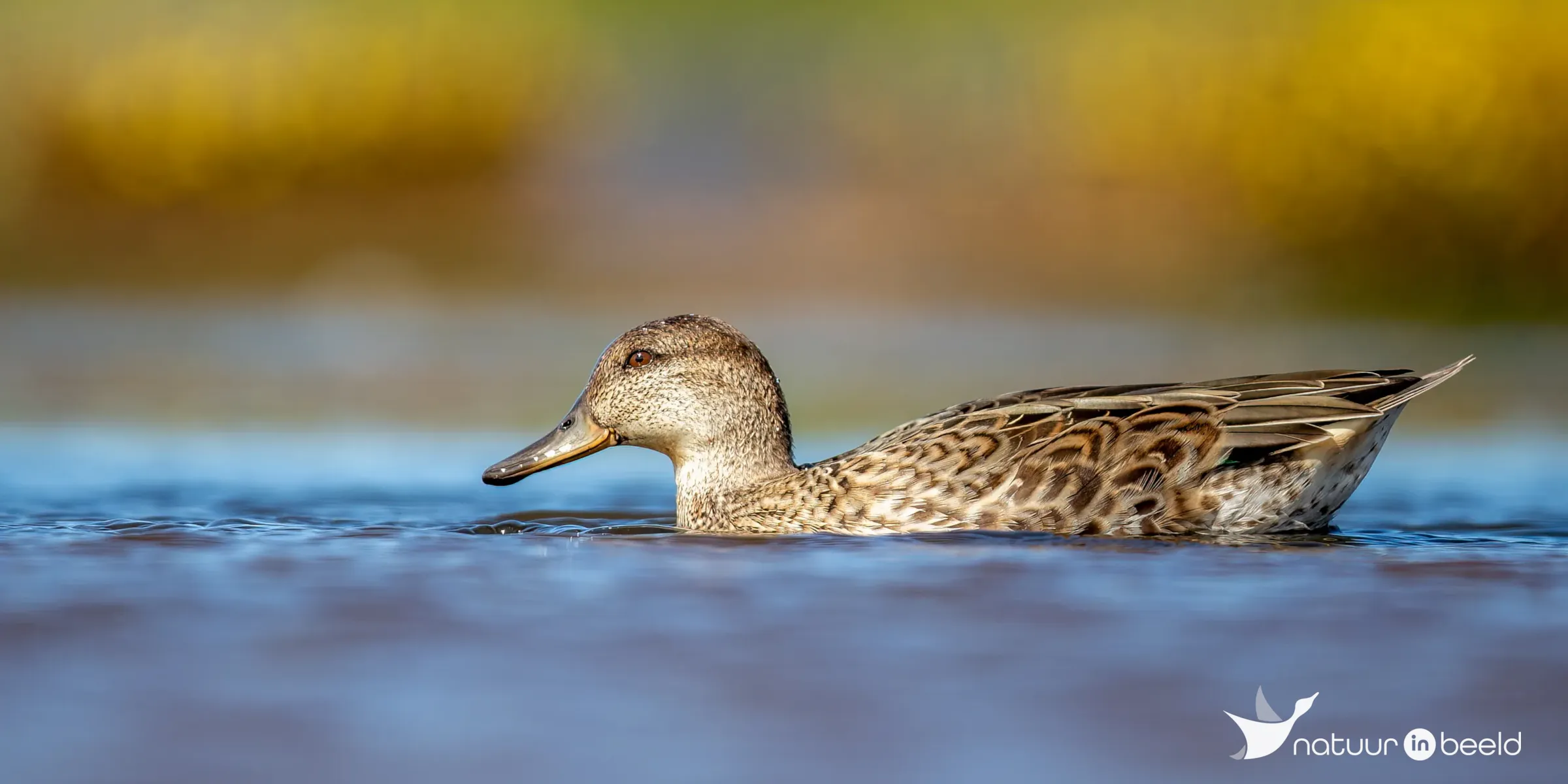 Krakeend (vrouw) — natuurfoto van Johan van Beilen