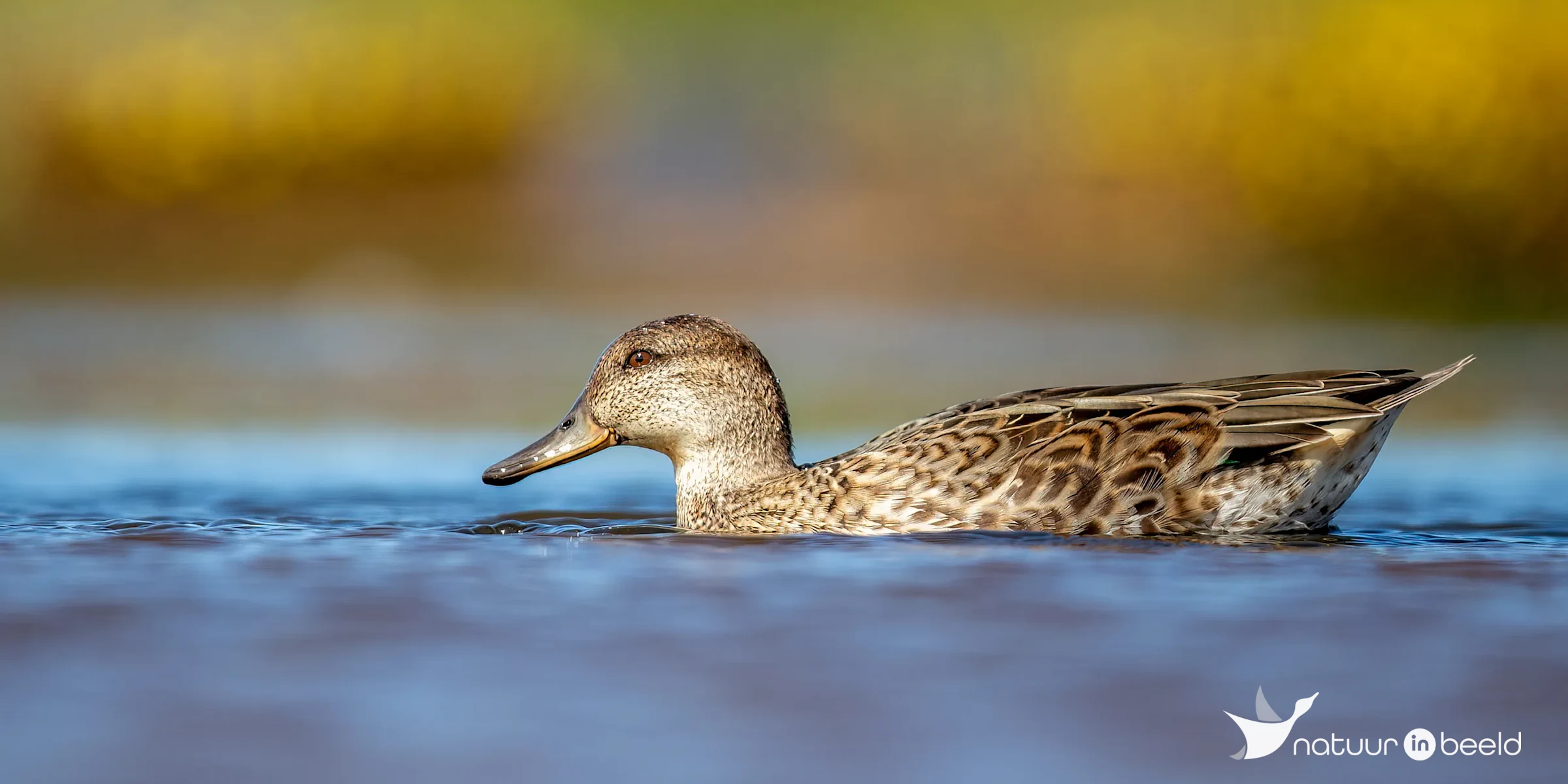 Krakeend (vrouw) — natuurfoto van Johan van Beilen