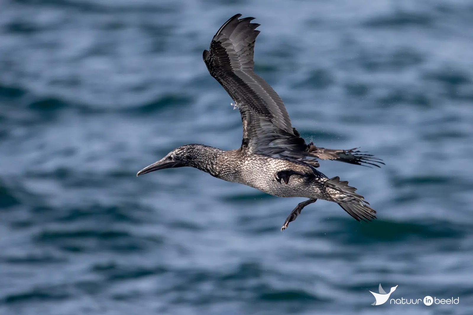 Juveniele Jan-van-Gent — natuurfoto van Johan van Beilen