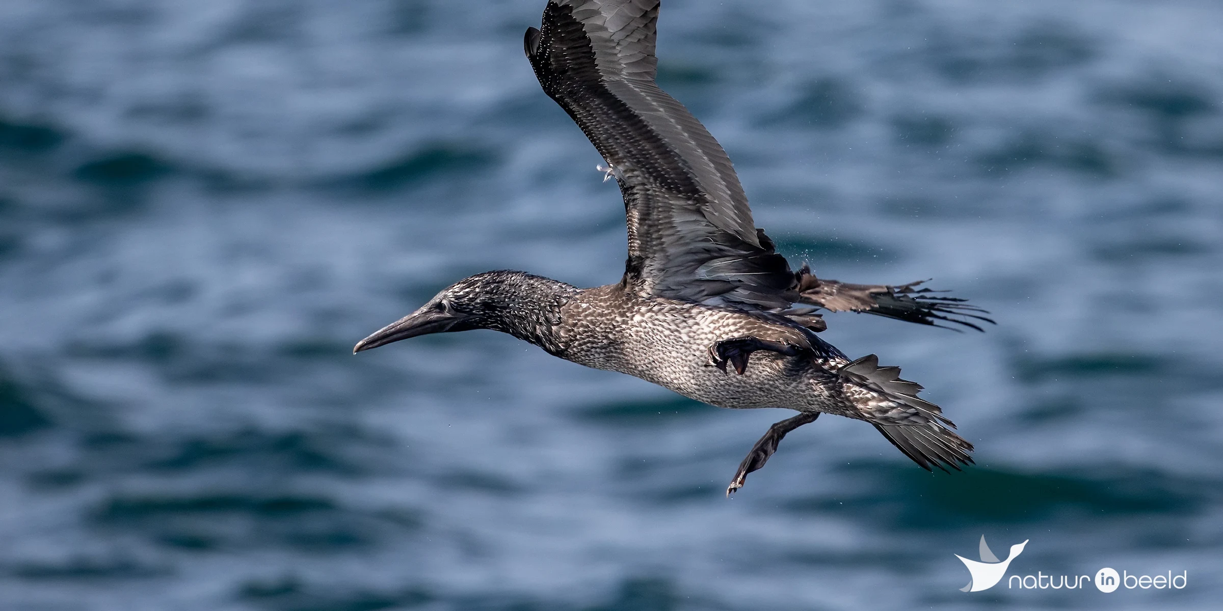 Juveniele Jan-van-Gent — natuurfoto van Johan van Beilen