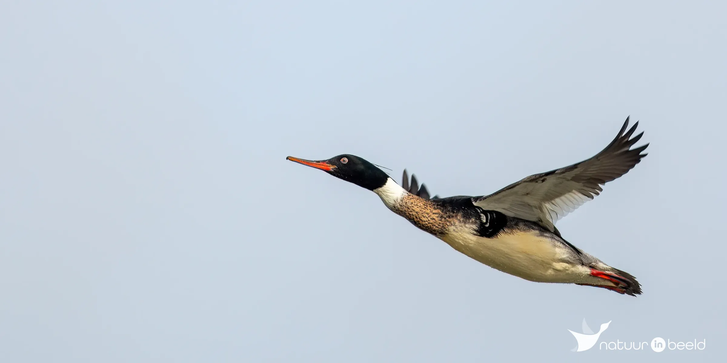 Middelste zaagbek — natuurfoto van Johan van Beilen