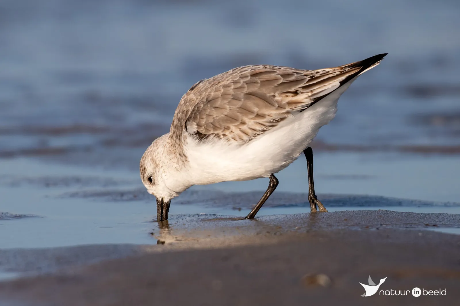 Drieteenstrandloper — natuurfoto van Johan van Beilen