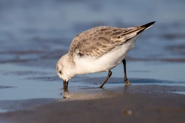 Drieteenstrandloper