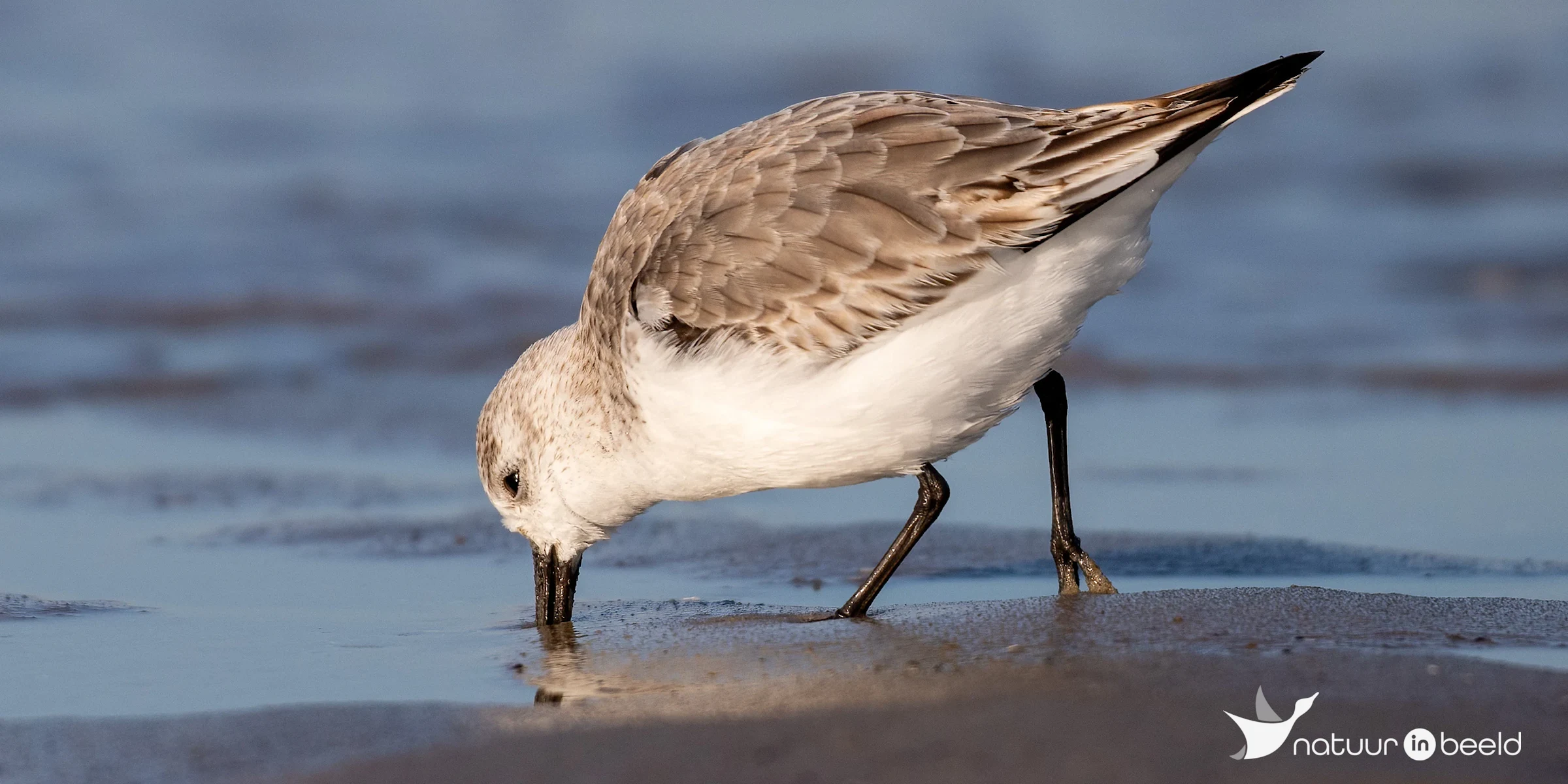 Drieteenstrandloper — natuurfoto van Johan van Beilen