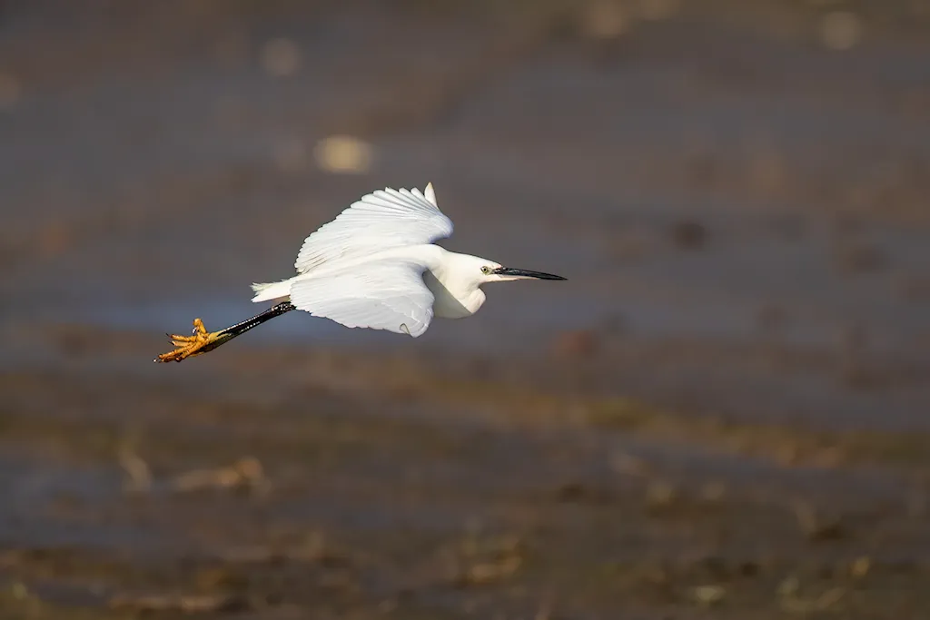 Kleine zilverreiger