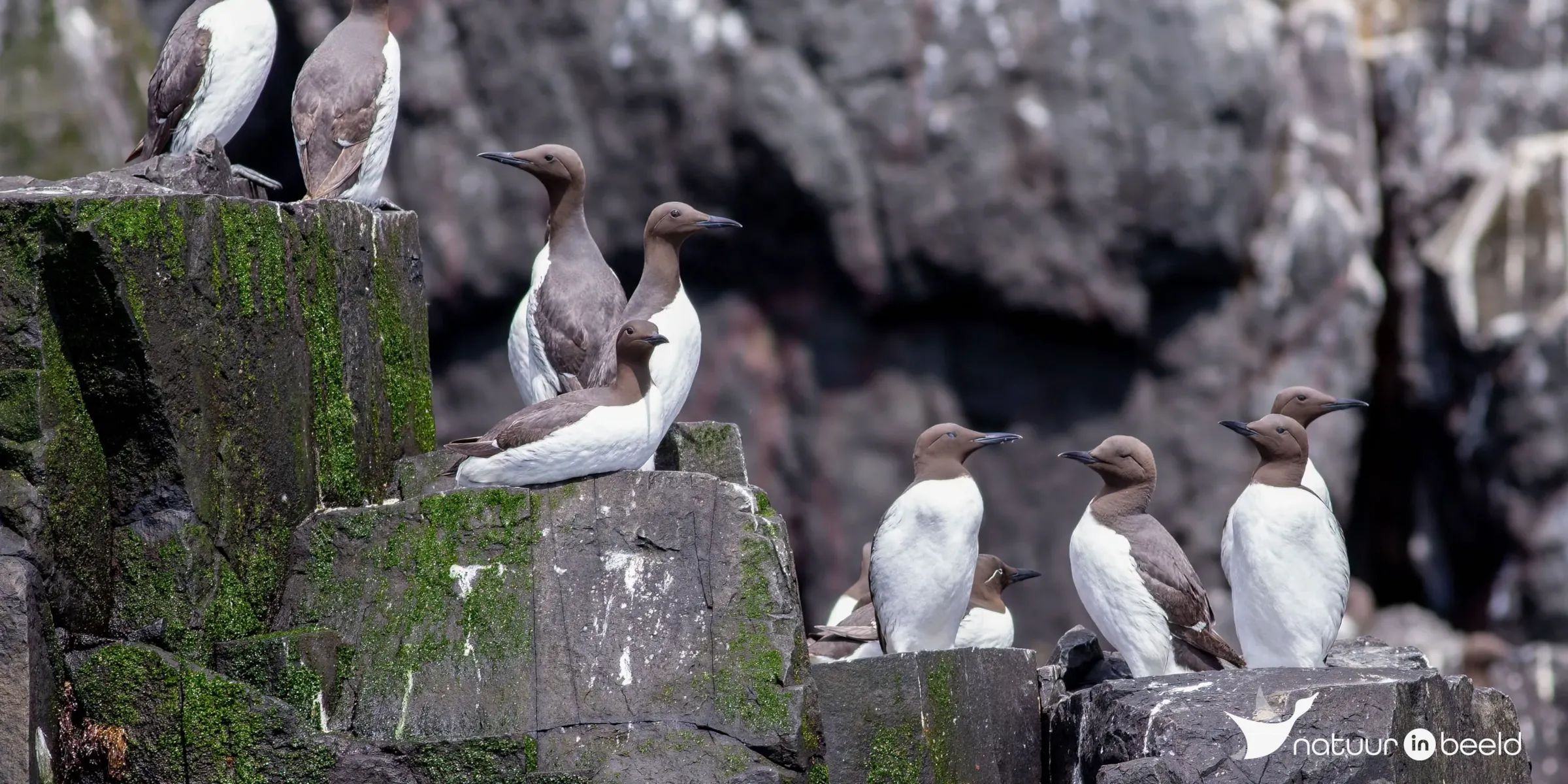 Zeekoeten — natuurfoto van Johan van Beilen