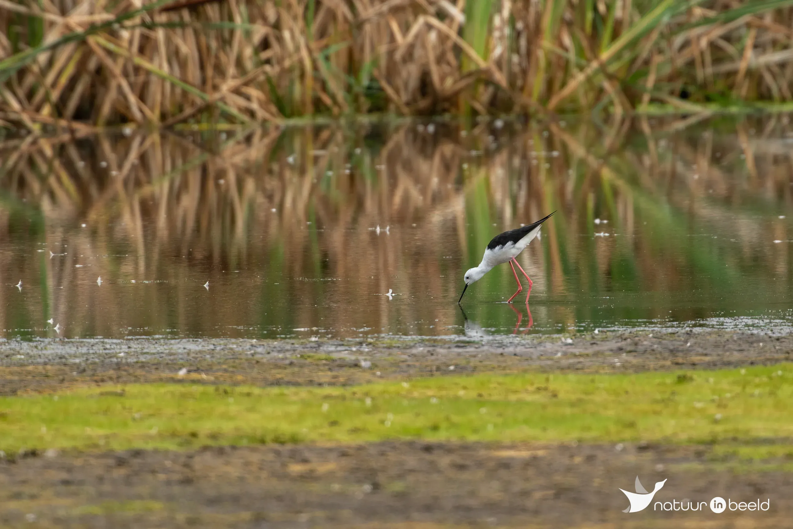 Steltkluut bij Veenhuizerstukken — natuurfoto van Johan van Beilen