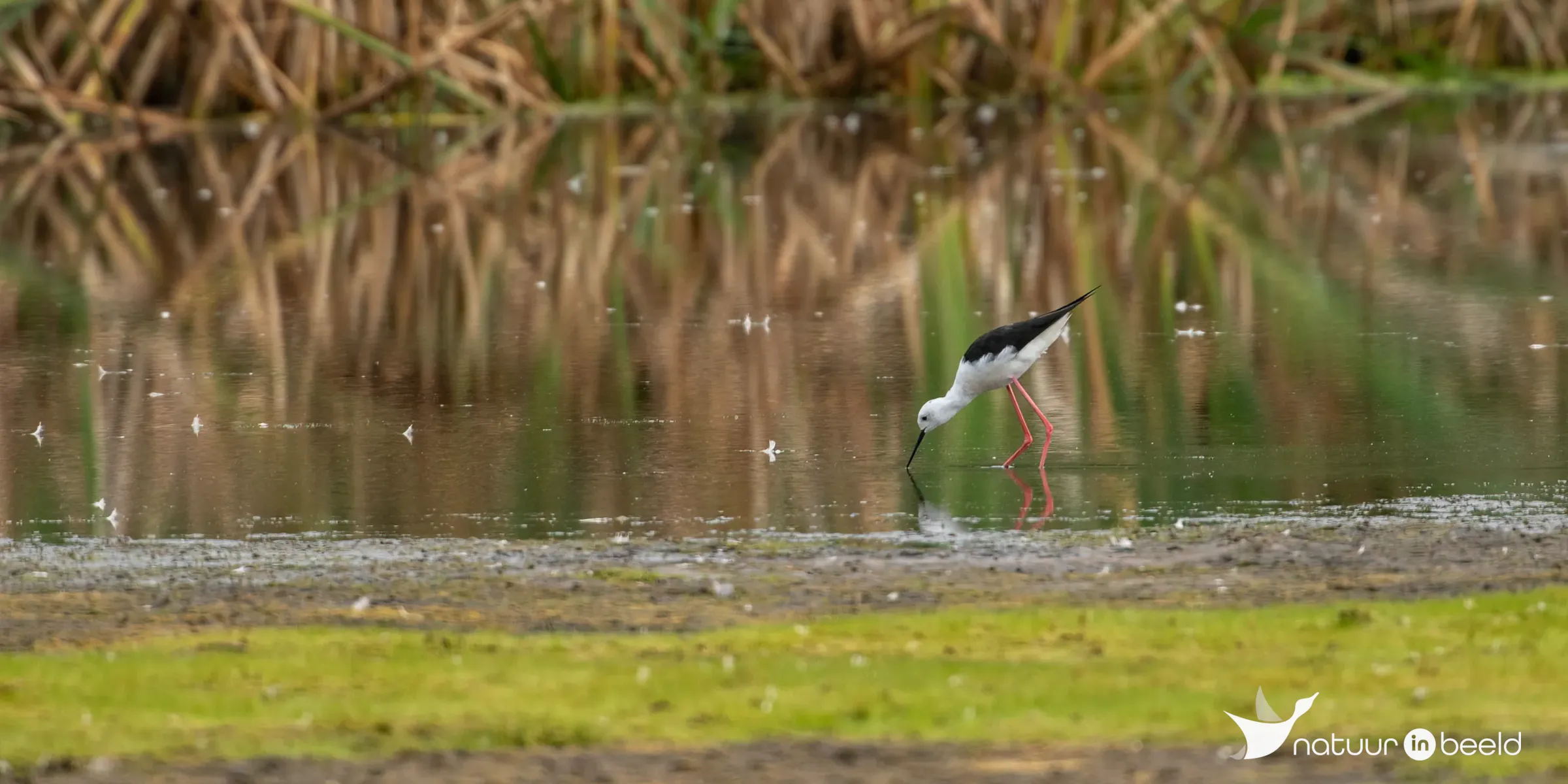 Steltkluut bij Veenhuizerstukken — natuurfoto van Johan van Beilen