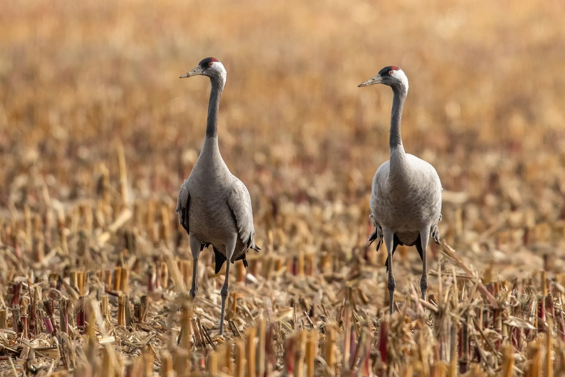 Kraanvogels in Diepholz