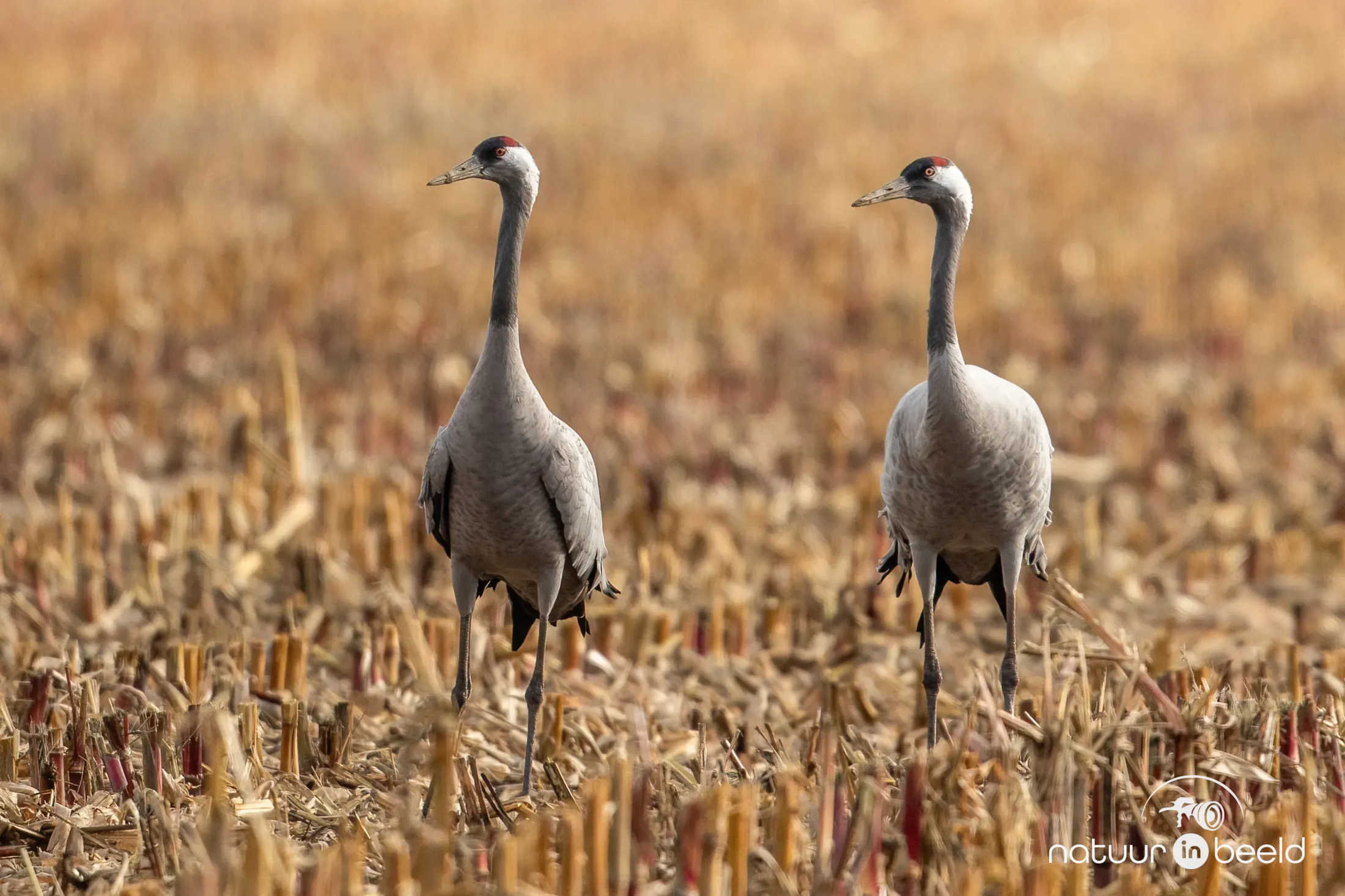 Kraanvogels in Diepholz