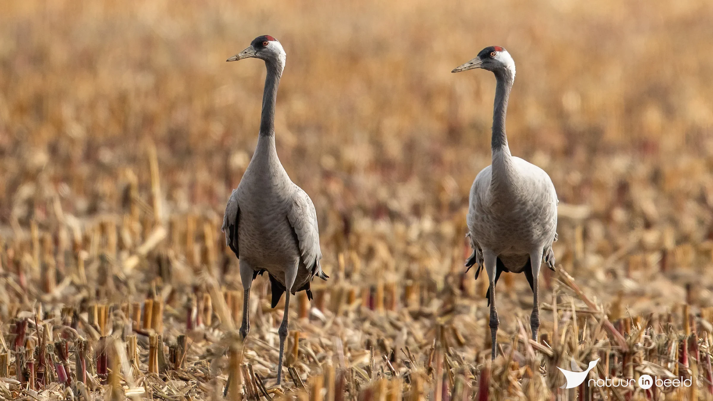 Kraanvogels in Diepholz — natuurfoto van Johan van Beilen