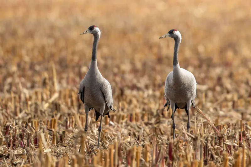 Kraanvogels in Diepholz