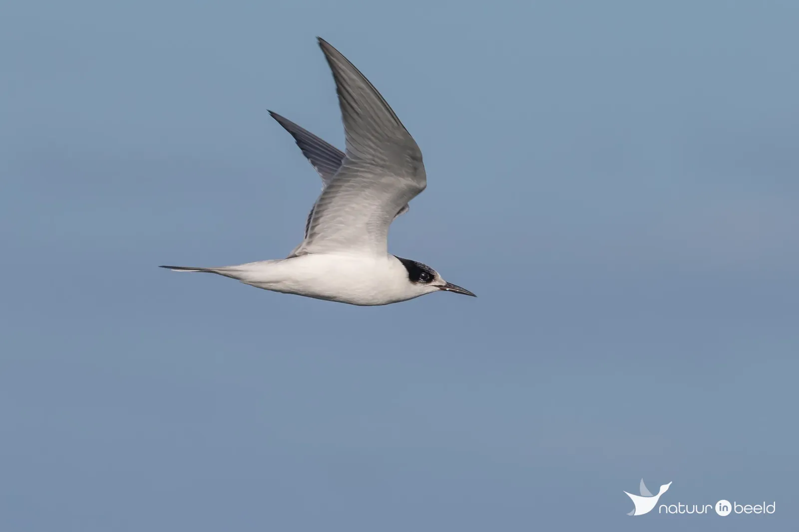 Jonge visdief — natuurfoto van Johan van Beilen