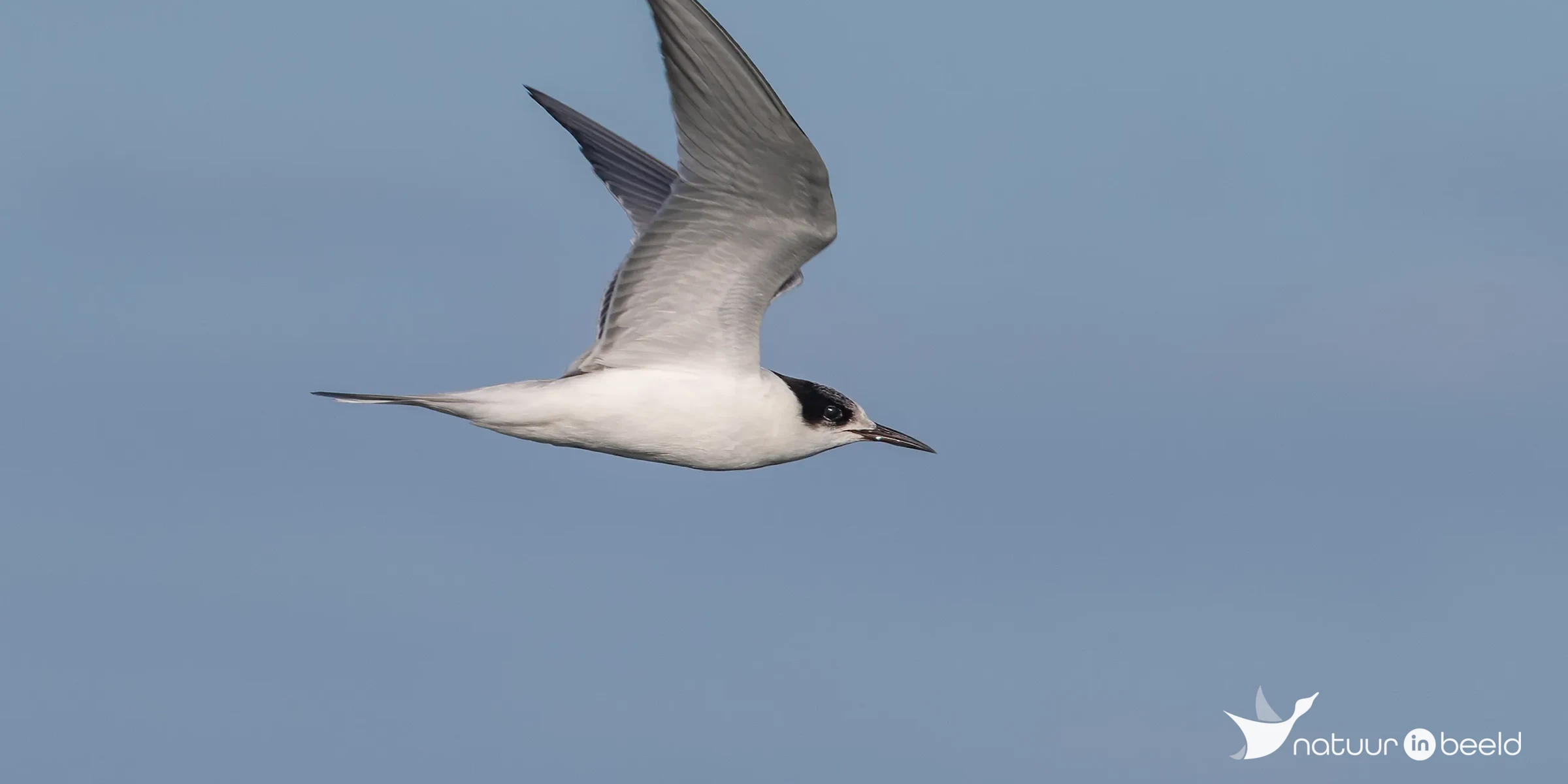 Jonge visdief — natuurfoto van Johan van Beilen