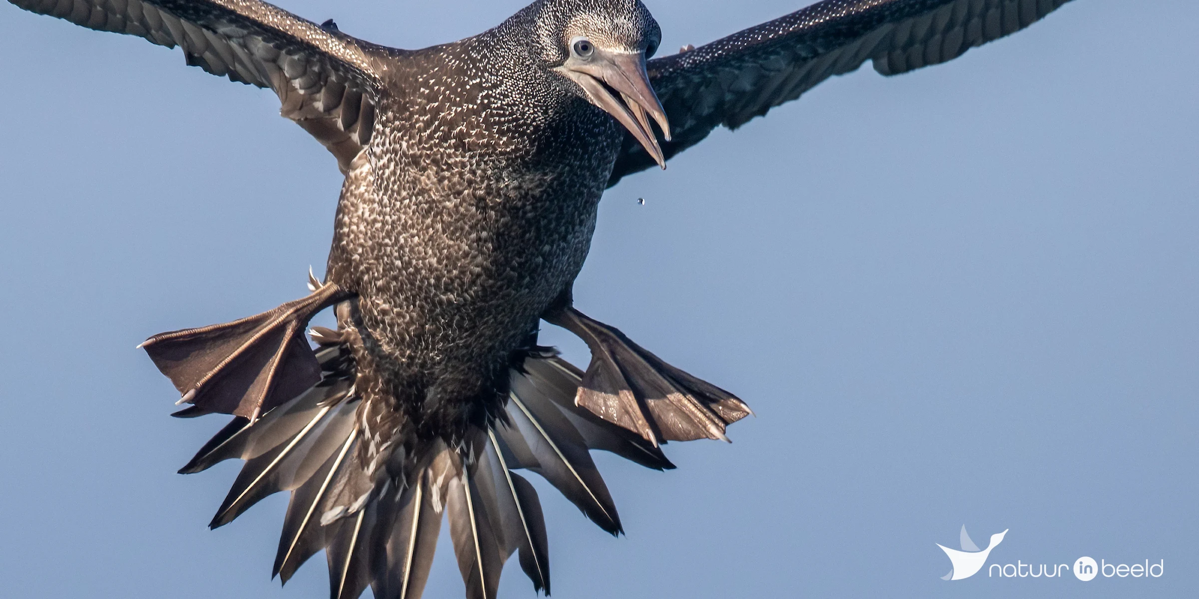 Jan-van-gent bij Noordzee — natuurfoto van Johan van Beilen