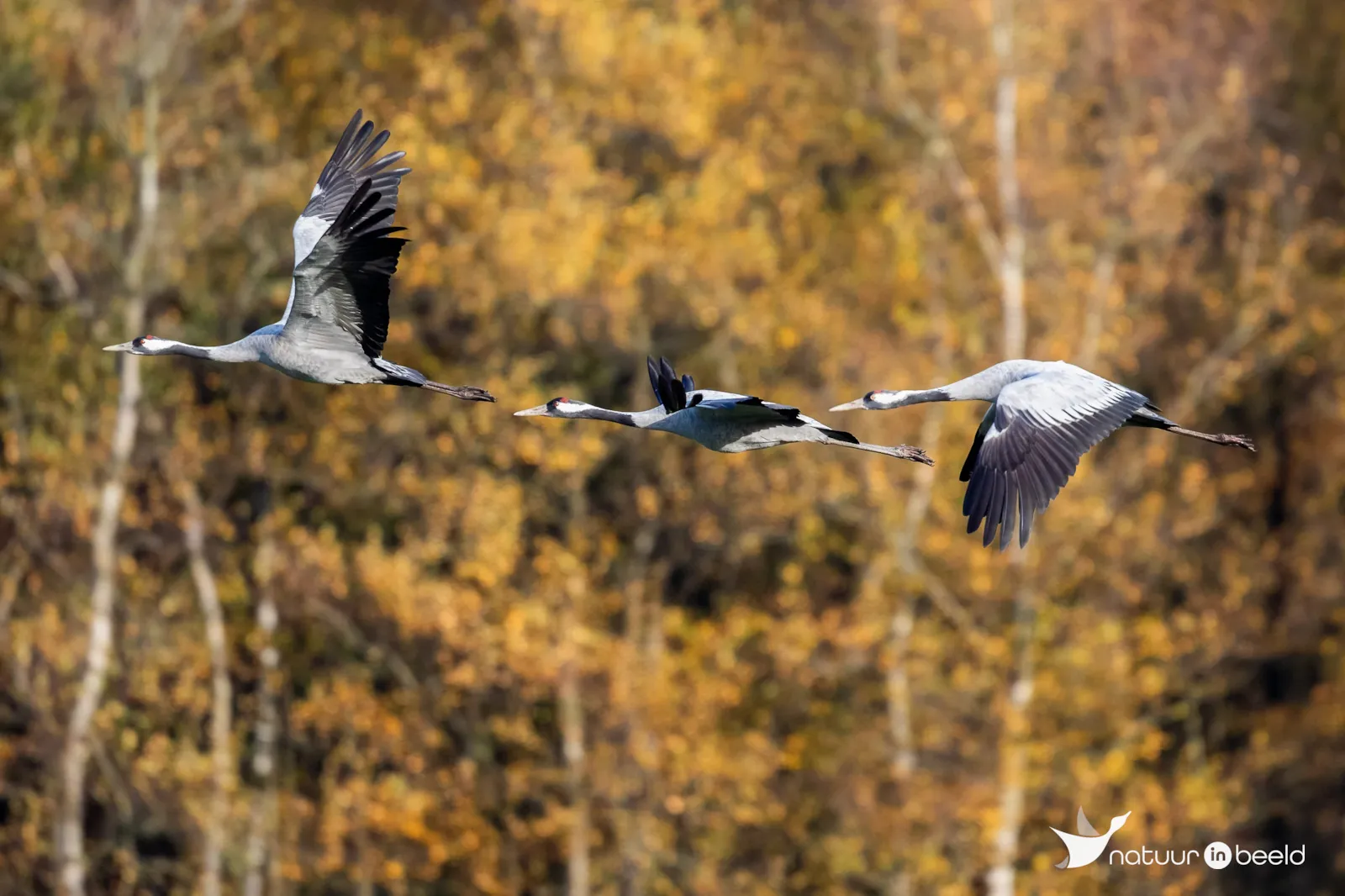 Kraanvogels in vlucht — natuurfoto van Johan van Beilen
