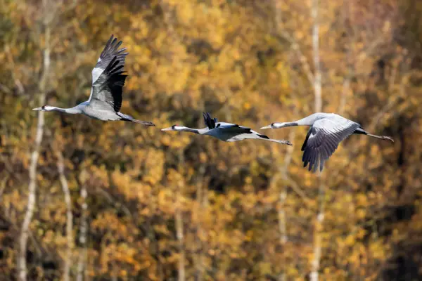 Kraanvogels in vlucht — natuurfoto van Johan van Beilen