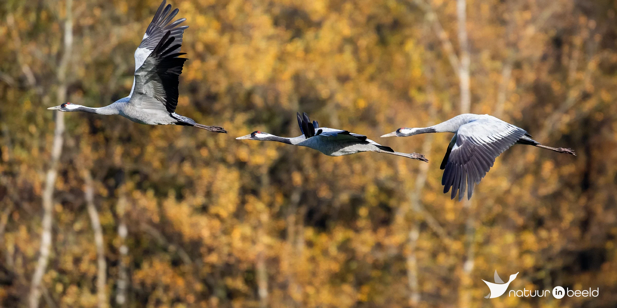 Kraanvogels in vlucht — natuurfoto van Johan van Beilen
