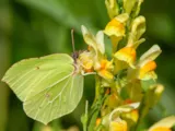 Citroenvlinder