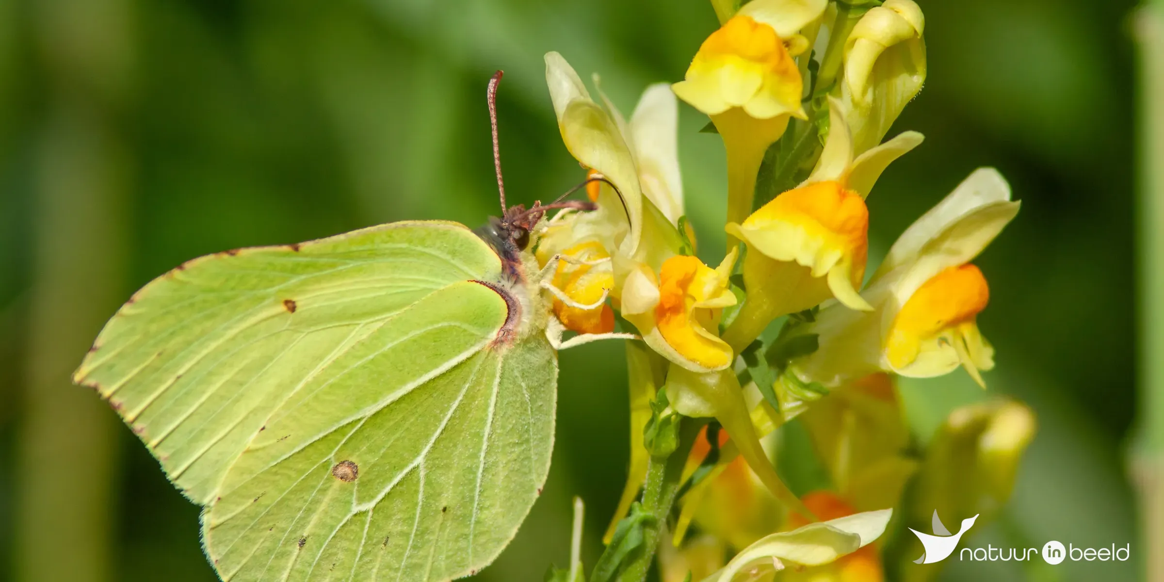 Citroenvlinder — natuurfoto van Johan van Beilen