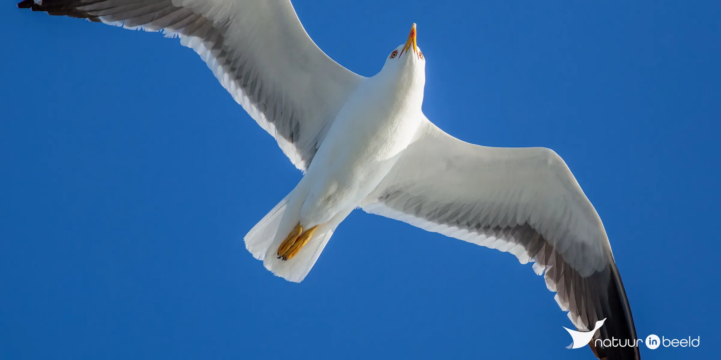 Kleine mantelmeeuw — natuurfoto van Johan van Beilen