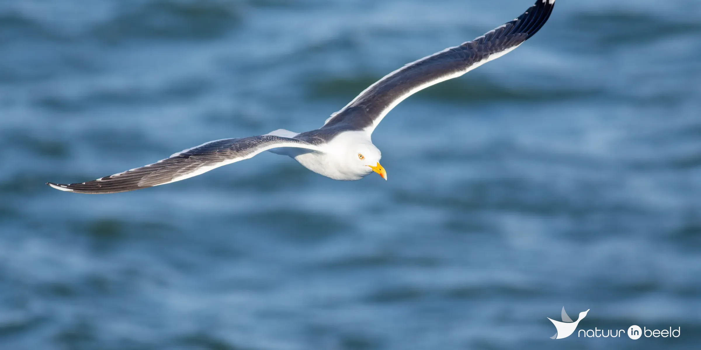 Kleine mantelmeeuw — natuurfoto van Johan van Beilen