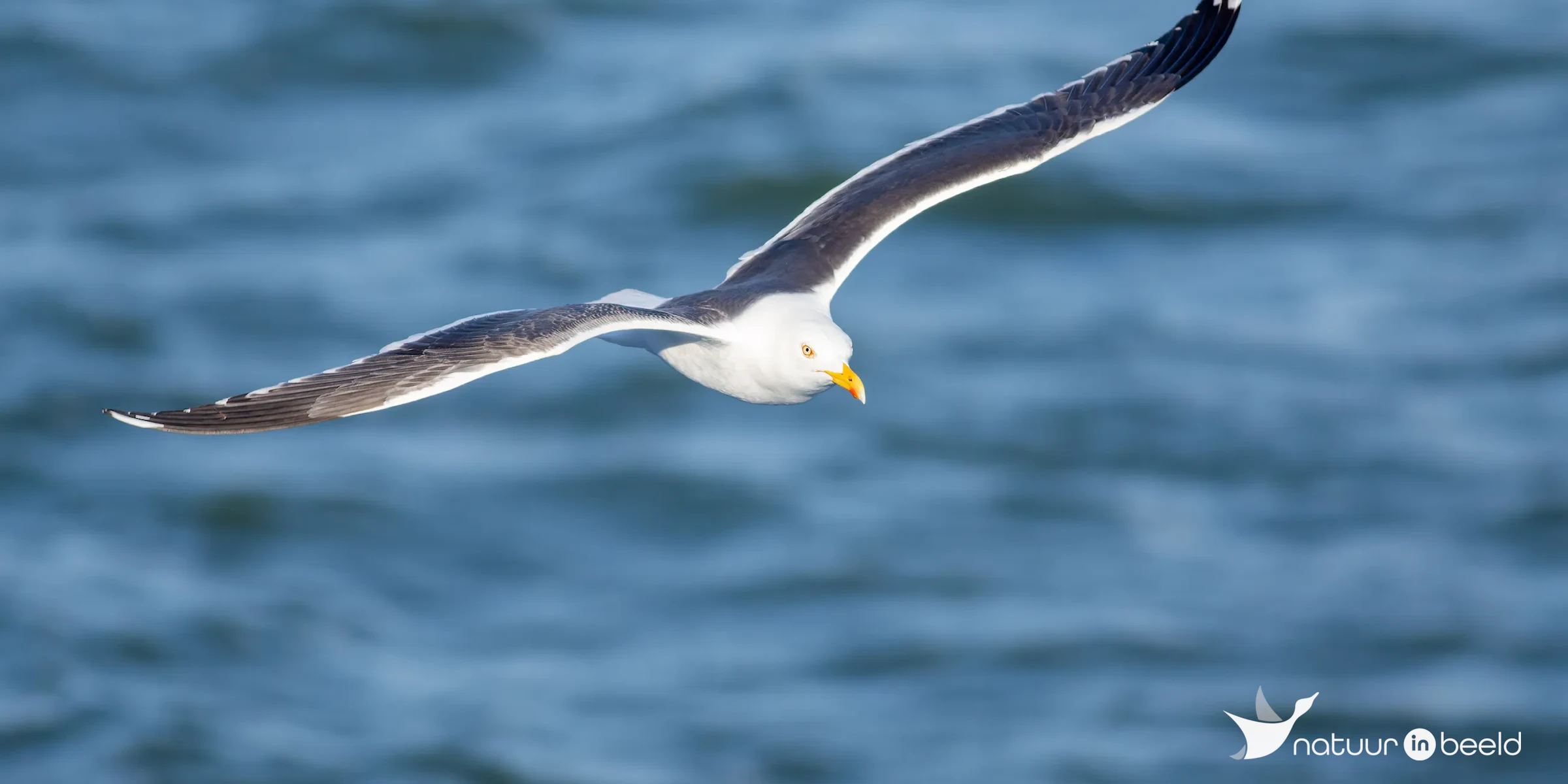 Kleine mantelmeeuw — natuurfoto van Johan van Beilen