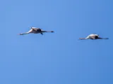 Kraanvogel