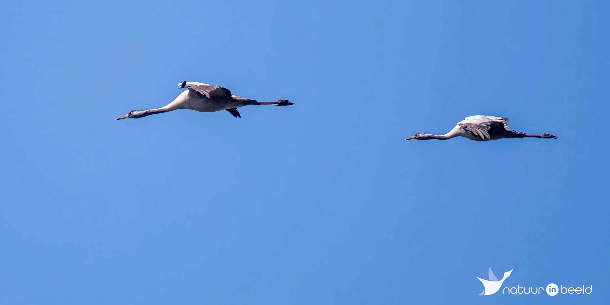 Kraanvogels — natuurfoto van Johan van Beilen