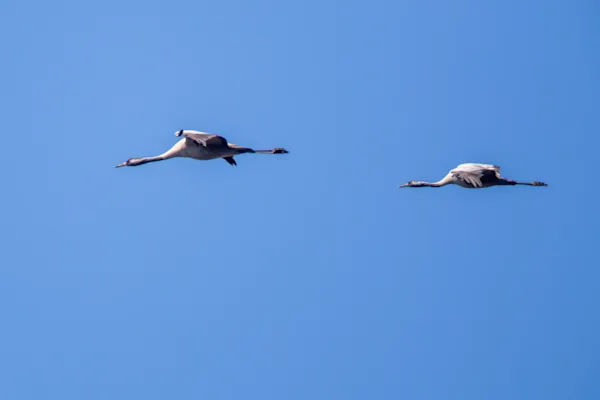 Kraanvogels