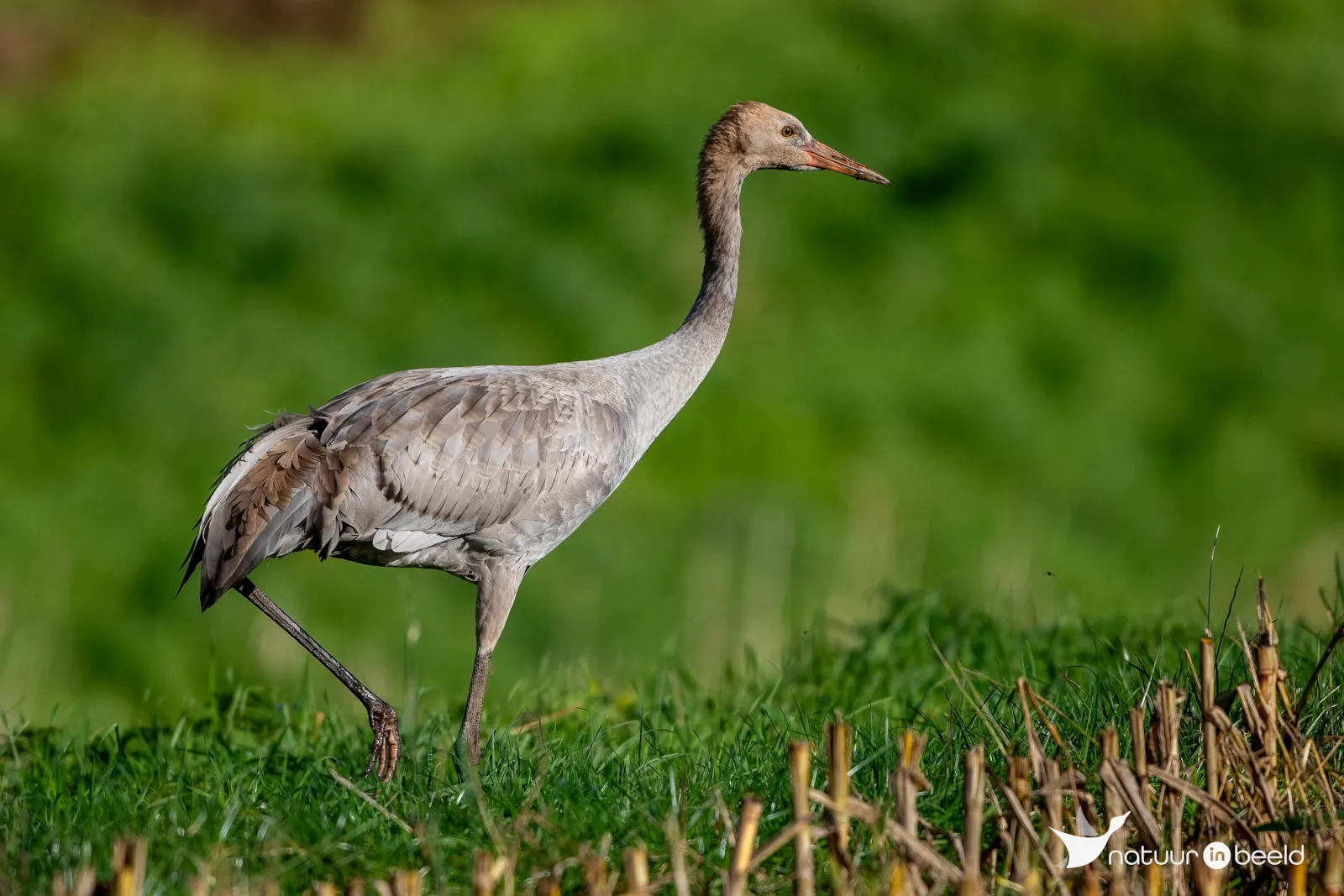Jonge kraanvogel — natuurfoto van Johan van Beilen