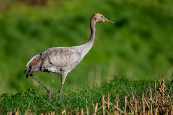 Jonge kraanvogel — natuurfoto van Johan van Beilen