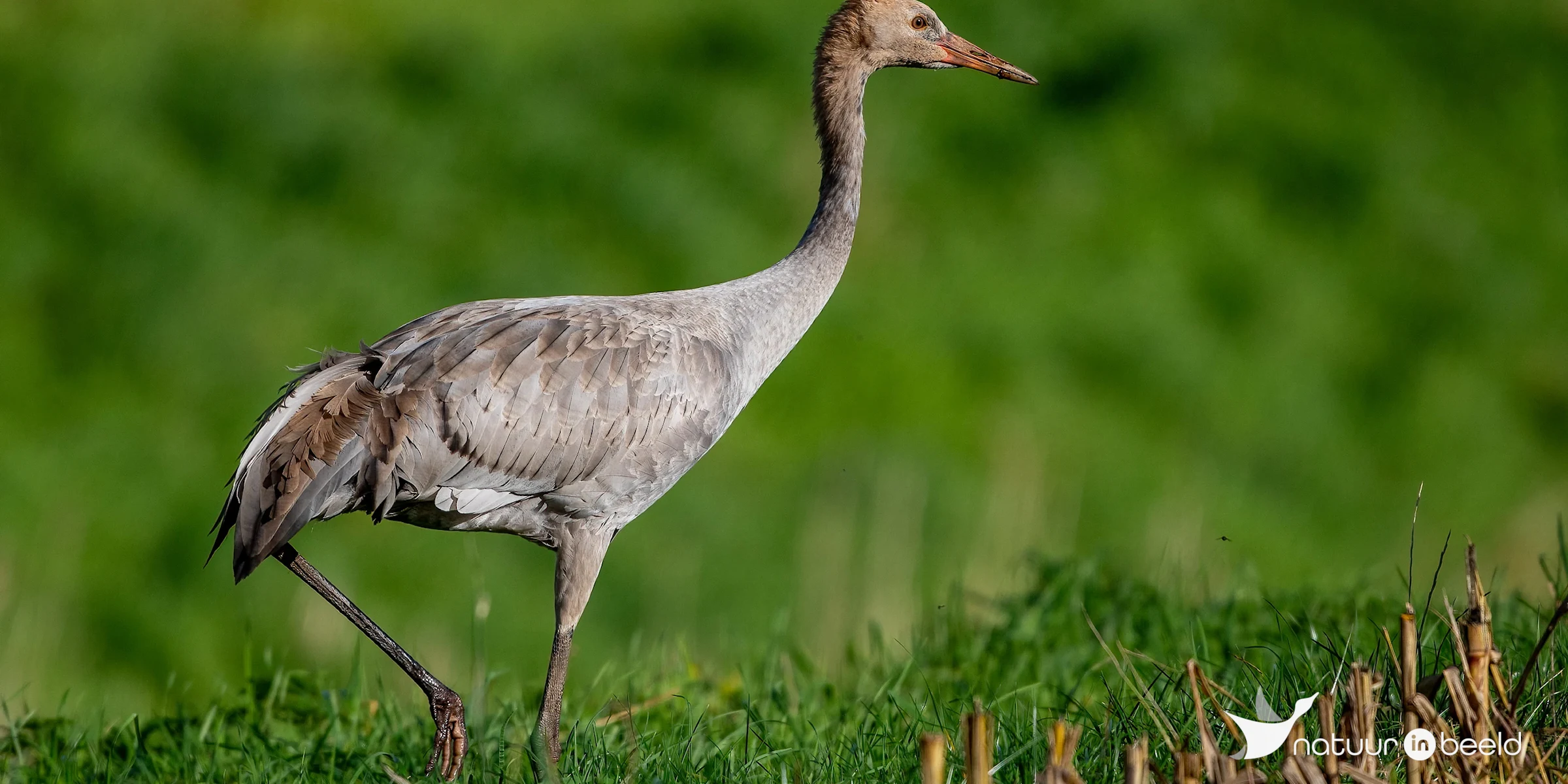 Jonge kraanvogel — natuurfoto van Johan van Beilen