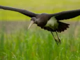 Zwarte ooievaar