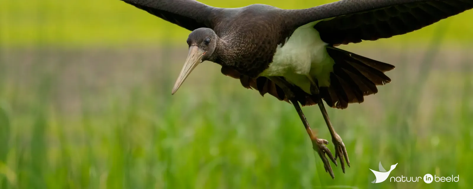 Veenhuizerstukken - Vogelkijkhut
