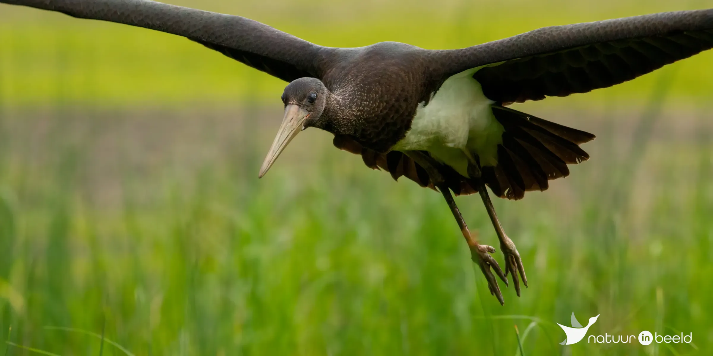 Zwarte ooievaar — natuurfoto van Johan van Beilen