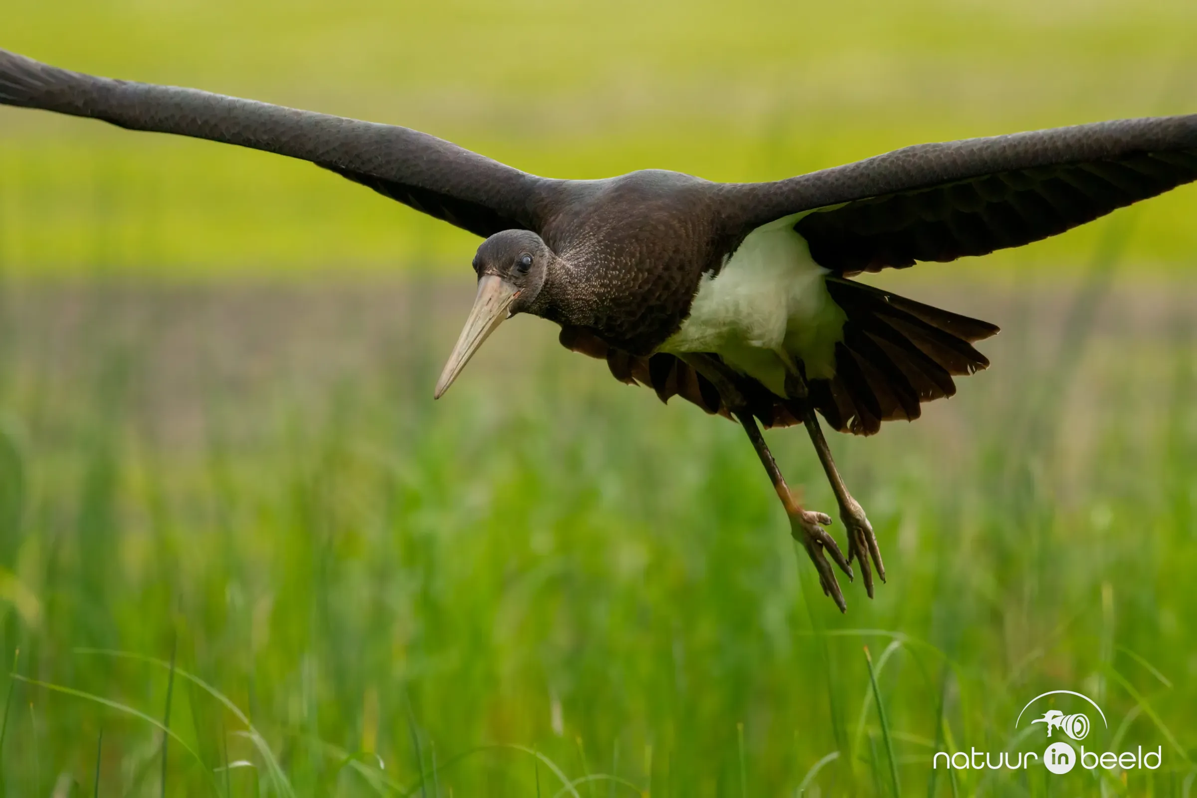 Zwarte ooievaar — natuurfoto van Johan van Beilen