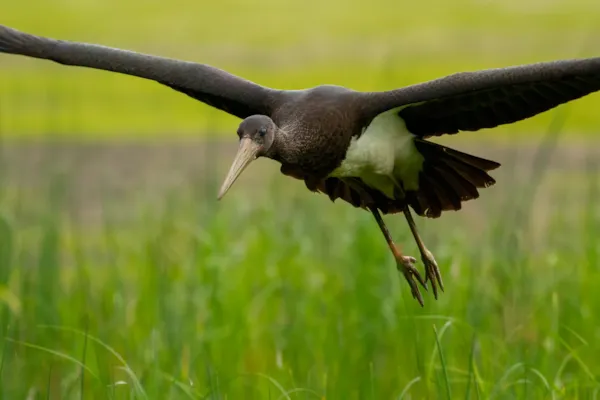 Zwarte ooievaar