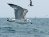 Pontische meeuw