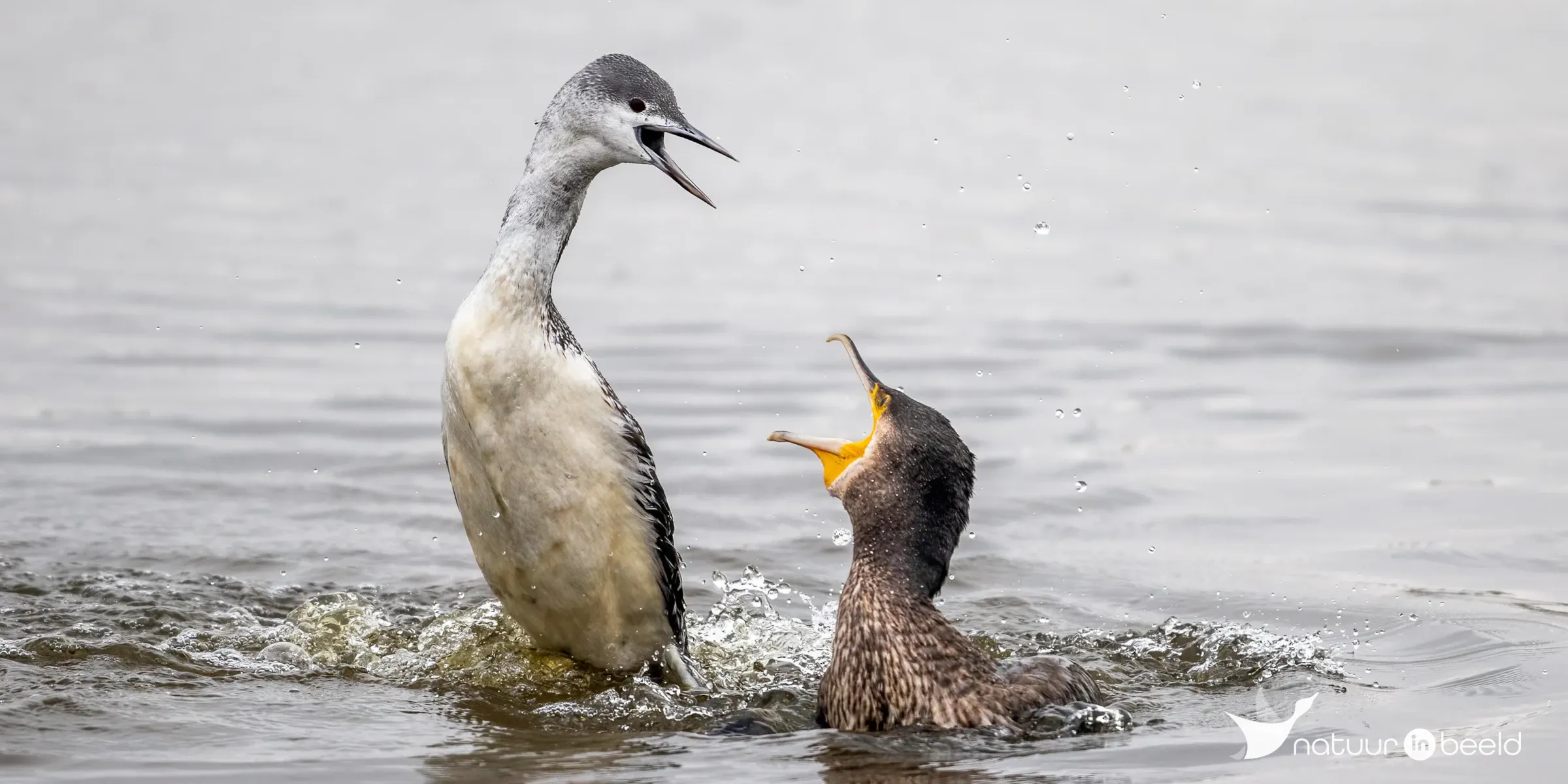Roodkeelduiker — natuurfoto van Johan van Beilen