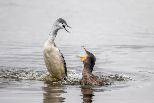 Roodkeelduiker