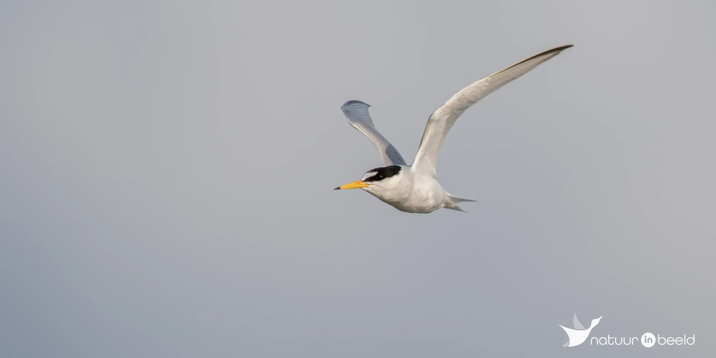 Dwergstern — natuurfoto van Johan van Beilen